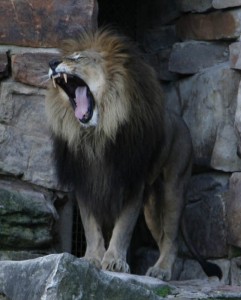 Photo: "Lion Roaring" by lukiffer on Flickr