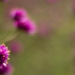 Photo of purple flowers with a background of blurred green foliage